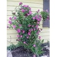 thumbnail image 3 of 30 Rare Seeds-Purple Climbing Rose Seed-#1075-Authentic Seeds-Flowers-Seeds-Rose seeds-Herb seeds-Vegetable Seeds-Mix Seeds for Plant- B3G1, 3 of 3