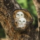 thumbnail image 3 of Resina búho árbol Hugger Zulema miniescultura, 3 of 5