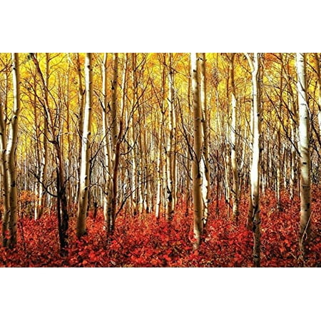 Aspen Ski Posters - Red Aspen Grove Birch Trees Forrest 36x24 Photograph Art Print Poster