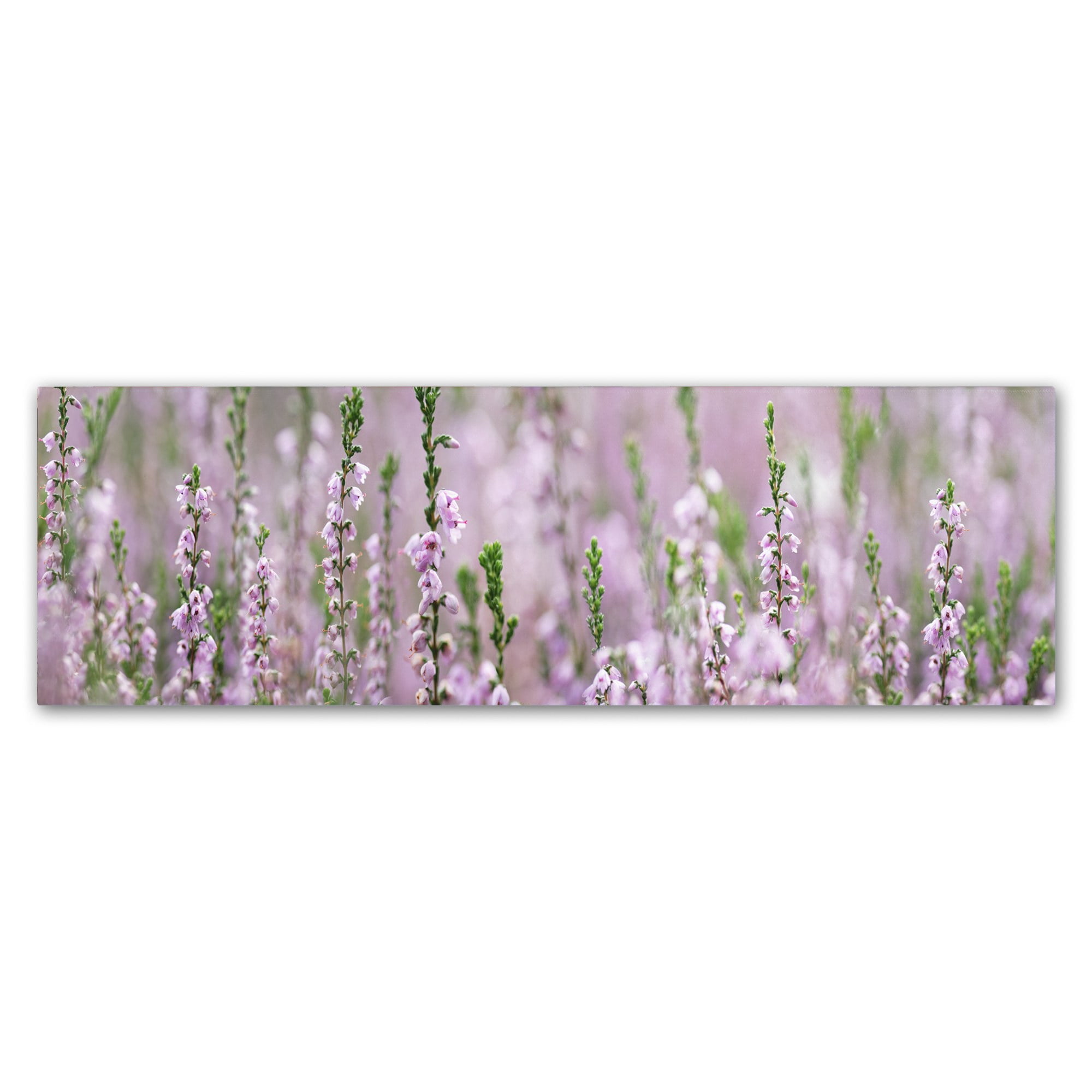 Trademark Fine Art 'Heather Scape' Canvas Art by Cora Niele