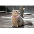 thumbnail image 4 of Collar de gato Heart Bling con cinturón de seguridad y campana ajustable de 11 pulgadas para gatos gatitos (rosa), 4 of 4