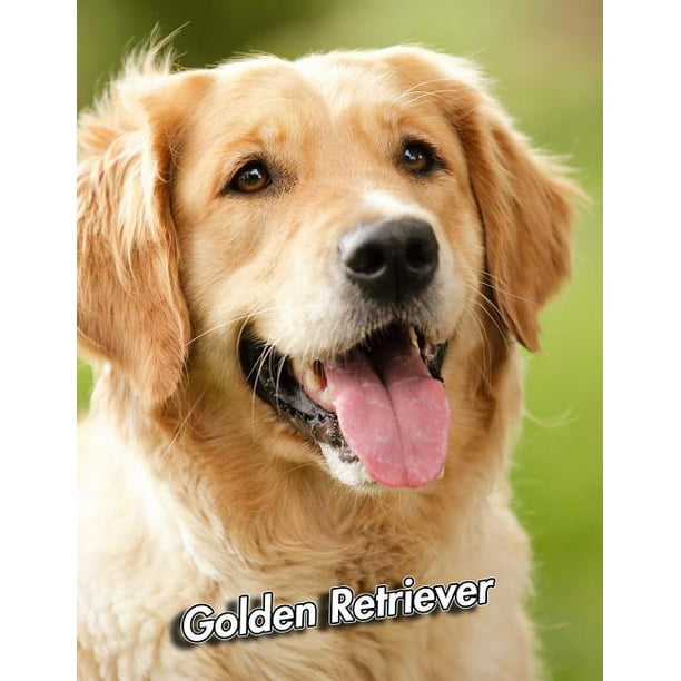 Golden Retriever 2020 Weekly Calendar 12 Months 107 pages