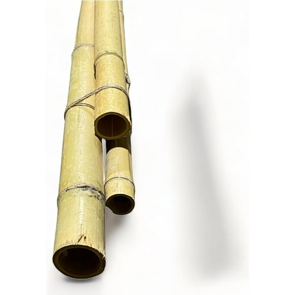 Pack of 3 Bamboo Sticks - 6 Feet Long Natural Thick Bamboo Poles - 1.5 in Diameter - Garden Stakes (Beige)