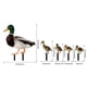 thumbnail image 3 of Wmhnj Estatuas acrlicas para jardn con 4 pequeños insertos, decoracin avcola resistente a la intemperie para csped, patio y jardn., 3 of 6
