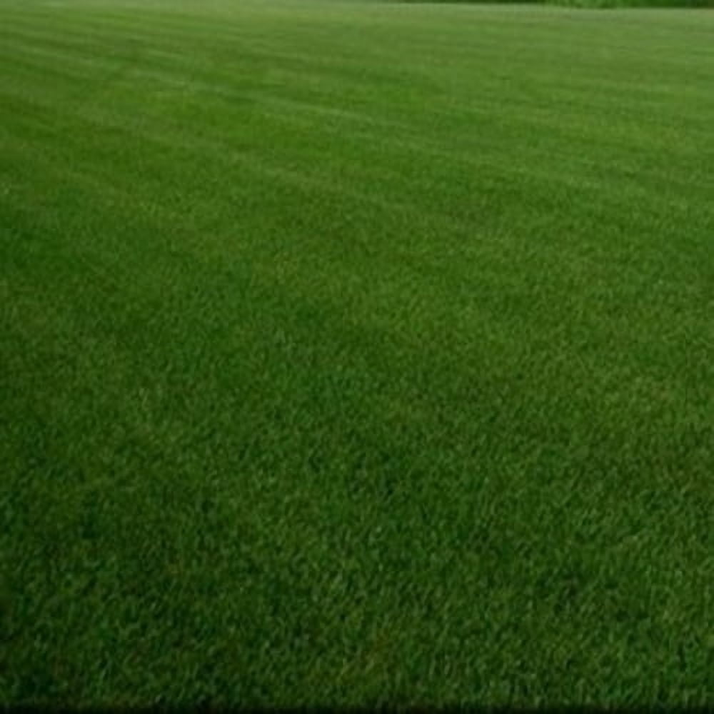 Outsidepride 5 lb. SPF-30 Heat & Drought Tolerant Hybrid Bluegrass Lawn Grass Seed