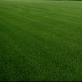 thumbnail image 4 of Outsidepride 5 lb. SPF-30 Heat & Drought Tolerant Hybrid Bluegrass Lawn Grass Seed, 4 of 4