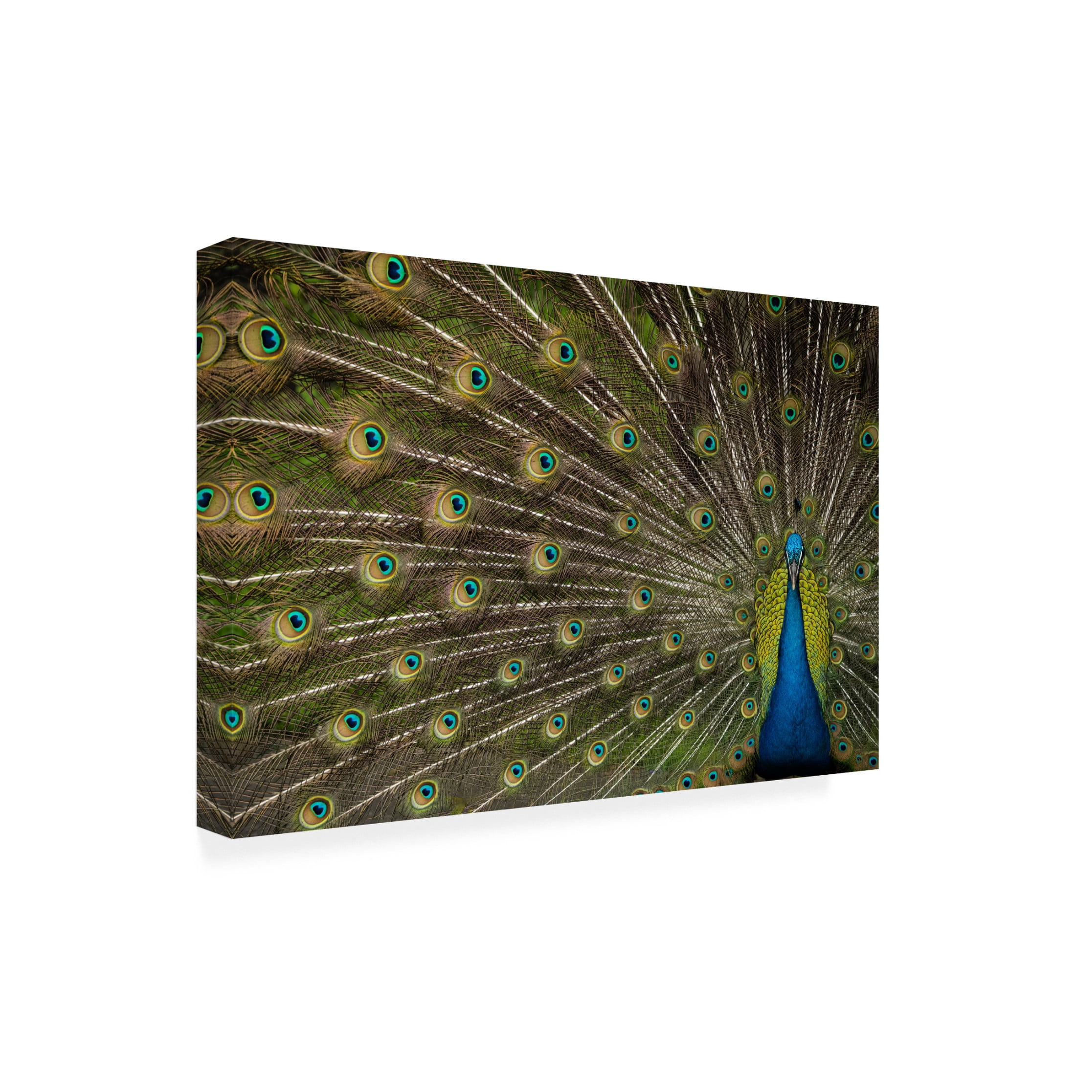 Trademark Fine Art Debbie Hunt  Wild Beauty Canvas Wall Art