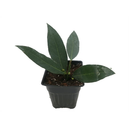 Ohio Grown Sweet Bay Laurel Herb - Laurus nobilis- 4" Pot
