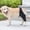 Black, variant on Dog Knee Brace, Pet Joint Support With Adjustable Straps, For Small Medium Dogs After Surgery, Fracture Fixation, Disabled Leg Assistance, Black Xs
