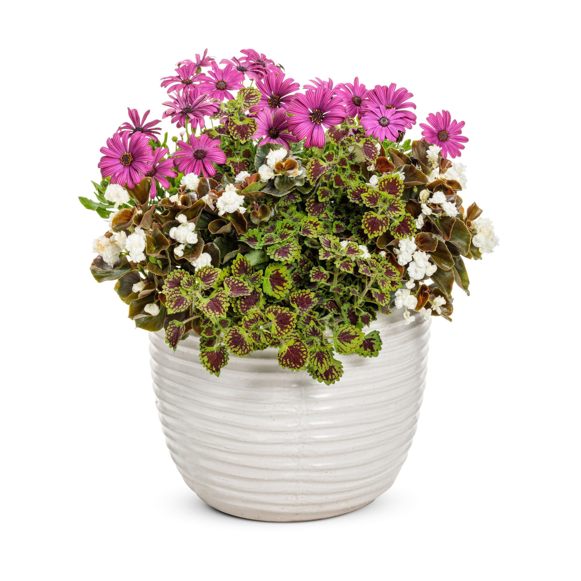 Proven Winners 4" Bright Lights Purple African Daisy Live Plant in 4.25" Pot (4 Count)