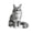 Grey Maine Coon, variant on Orange Ginger Cat Building Block Set, 380Pcs 3D Miniature Pet Animal Figurines, Maine Coon Persian Siamese Ragdoll Model Kits for Display