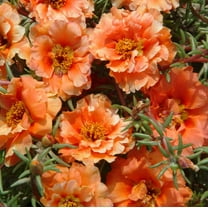 Drought Tolerant Orange Moss Rose Orange Portulaca Ground Cover Plant Seeds - 10000 Seeds