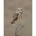 thumbnail image 2 of Luo, Donald 12x14 Gold Ornate Wood Framed with Double Matting Museum Art Print Titled - Short-Eared Owl, 2 of 4
