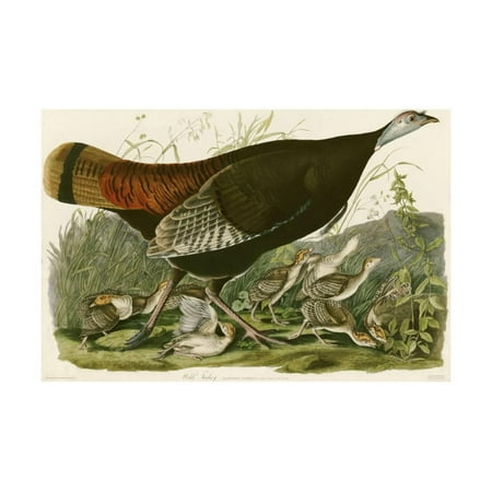 - Wild Turkey Vintage Antique Bird Illustration Print Wall Art By John James Audubon