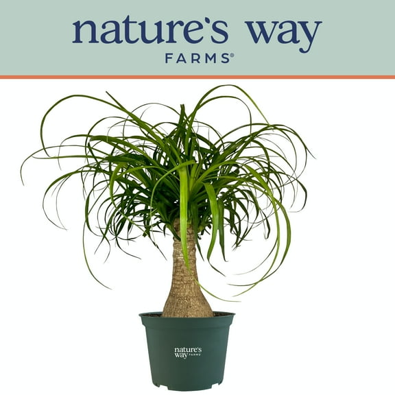 Nature's Way Farms Ponytail Palm Live Plant (8-15 inches tall) in growers pot