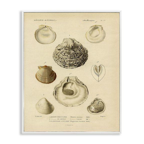 Stupell Industries Coastal Vintage Sea Shell Latin Study Marine Chart White Framed Giclee Art, 11 x 14, by Lil' Rue