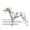 thumbnail image 5 of Collar de perro Martingale para galgos Saluki Whippet y otras razas con cuello similar de 2 pulgadas de ancho (L 14 pulgadas a 18 pulgadas), 5 of 5