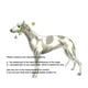 thumbnail image 5 of Collar de perro Martingale para galgos Saluki Whippet y otras razas con cuello similar de 2 pulgadas de ancho (L 14 pulgadas a 18 pulgadas), 5 of 5
