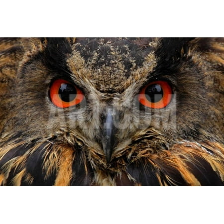 Detail Face Portrait of Bird, Big Orange Eyes and Bill, Eagle Owl, Bubo Bubo, Rare Wild Animal in T Print Wall Art By Ondrej