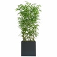 thumbnail image 3 of Bambu Aspecto Natural Con Maceta 2 Mts De Alto Cg Hunter, 3 of 4