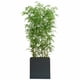 thumbnail image 3 of Bambu Aspecto Natural Con Maceta 2 Mts De Alto Cg Hunter, 3 of 4