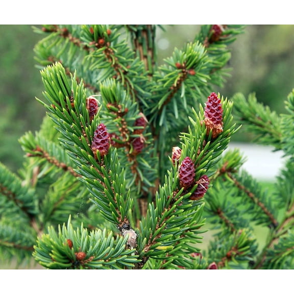 Rare Serbian Spruce Tree - Picea omorika - Quart Pot