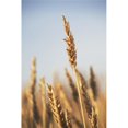 thumbnail image 1 of Rip Wheat Central Alberta Canada Poster Print, 24 x 38, 1 of 1