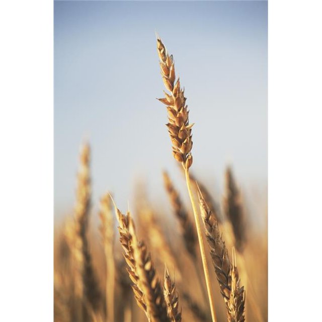 Rip Wheat Central Alberta Canada Poster Print, 24 x 38