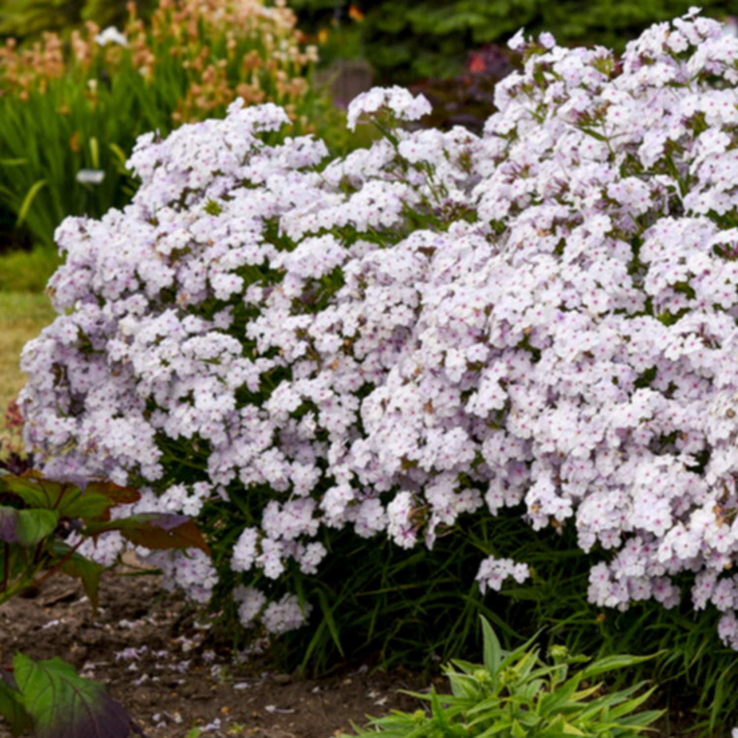 Proven Winners 6" 'Opening Act Pink-a-Dot' Phlox Live Plant in 7.5" Pot