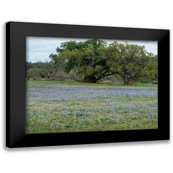 Highmith, Carol 14x12 Black Modern Framed Museum Art Print Titled - Field of bluebonnets in the Texas Hill Country, near Burnet