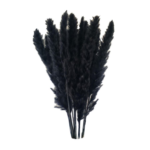 Ramo de flores secas de hierba de la Pampa (Phragmites) para la mesa del salón. Negro