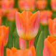 thumbnail image 2 of 10 Sunrise Dynasty Tulip Bulbs for Planting – Light Up Your Garden with These Perennial Flowers, 2 of 5