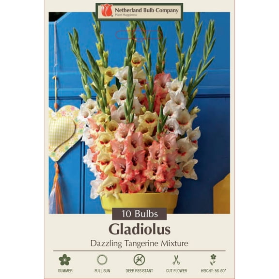 Dazzling Tangerine Mix Large Flowering Gladiolus - 10 Bulbs 12/14cm