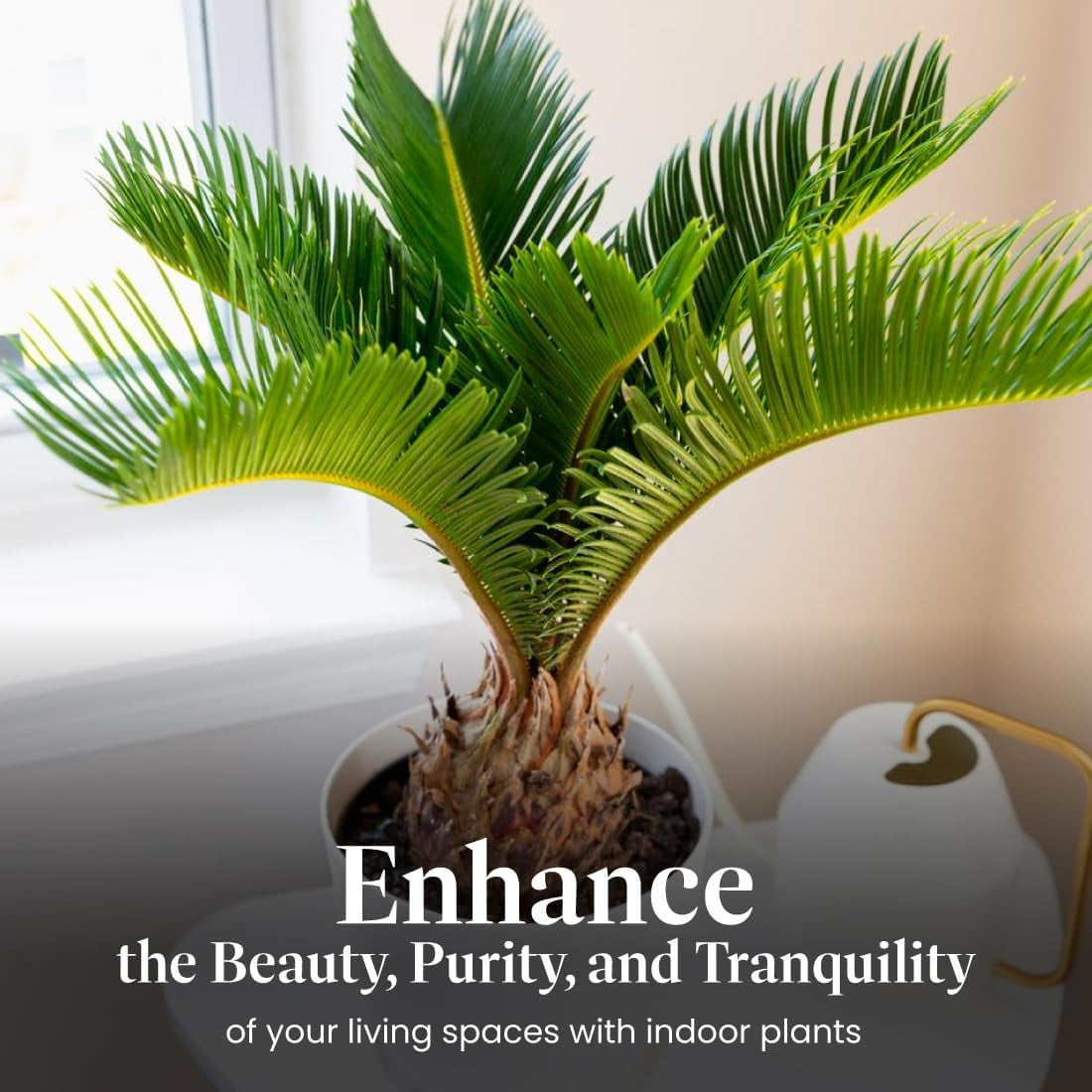 サゴ・パーム Sago Palm | Palm Trees | Moon Valley Nurseries