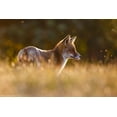 thumbnail image 2 of Leijen, Pim 14x11 Gold Ornate Wood Framed with Double Matting Museum Art Print Titled - Last Light Fox, 2 of 4