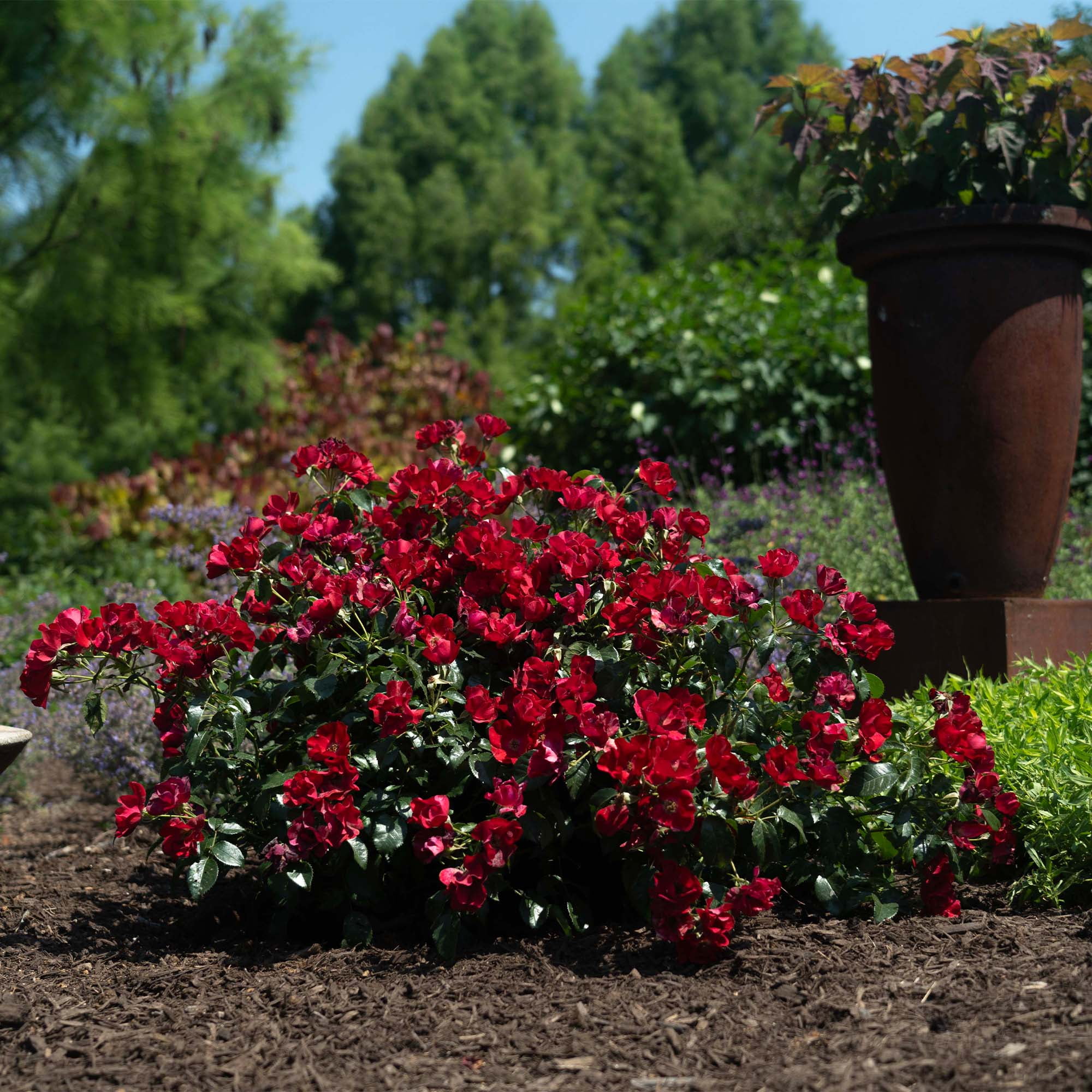 Drift Rose Scarlet Live Shrub (2 Gallon)