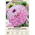 thumbnail image 2 of Genova Ball Flowering Dahlia - 2 Root Clumps - Lavender, 2 of 4
