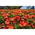 thumbnail image 2 of 50 DWARF ORANGE IMPATIENS Walleriana Sun or Full Shade Flower Seeds, 2 of 10