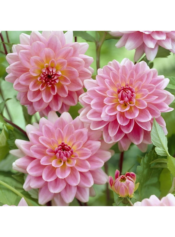 Dahlia Bulbs in Plant Bulbs