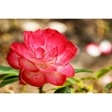 LAMINATED POSTER Garden Bloom Rose Floribunda Red White Blossom Poster Print 24 x