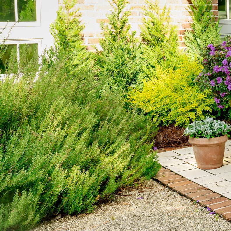 Southern Living Chef's Choice Rosemary Live Shrub in 2.5-Quart Grower Pot
