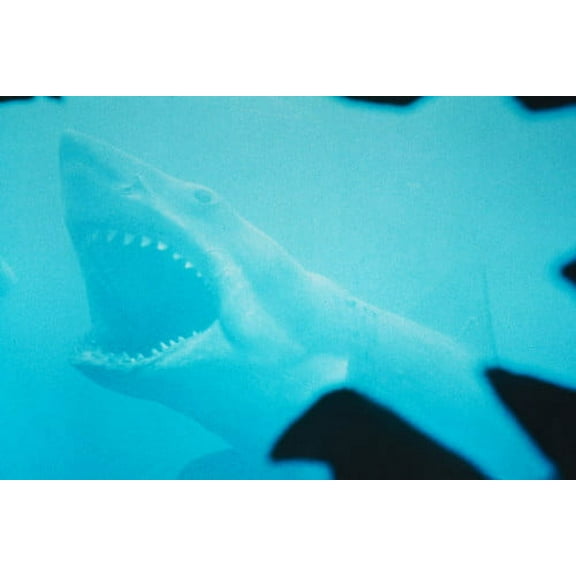 Jaws shark with jaws open swimming 24x36 Poster