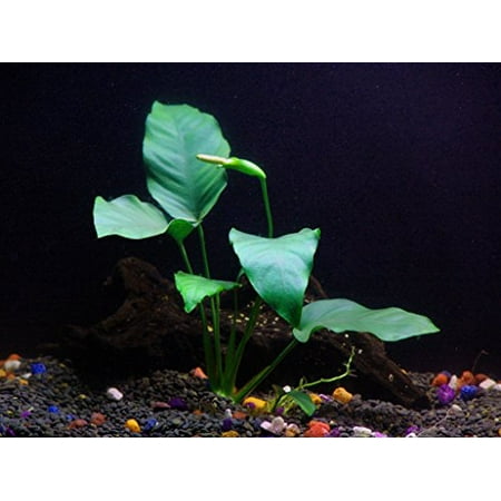 Anubias barteri - Beginner Tropical Live Aquarium