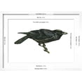 thumbnail image 5 of Art.com Common Raven (Corvus Corax), Birds Art Print by Encyclopaedia Britannica, White Frame Wall Art, 23" x 17", 5 of 5