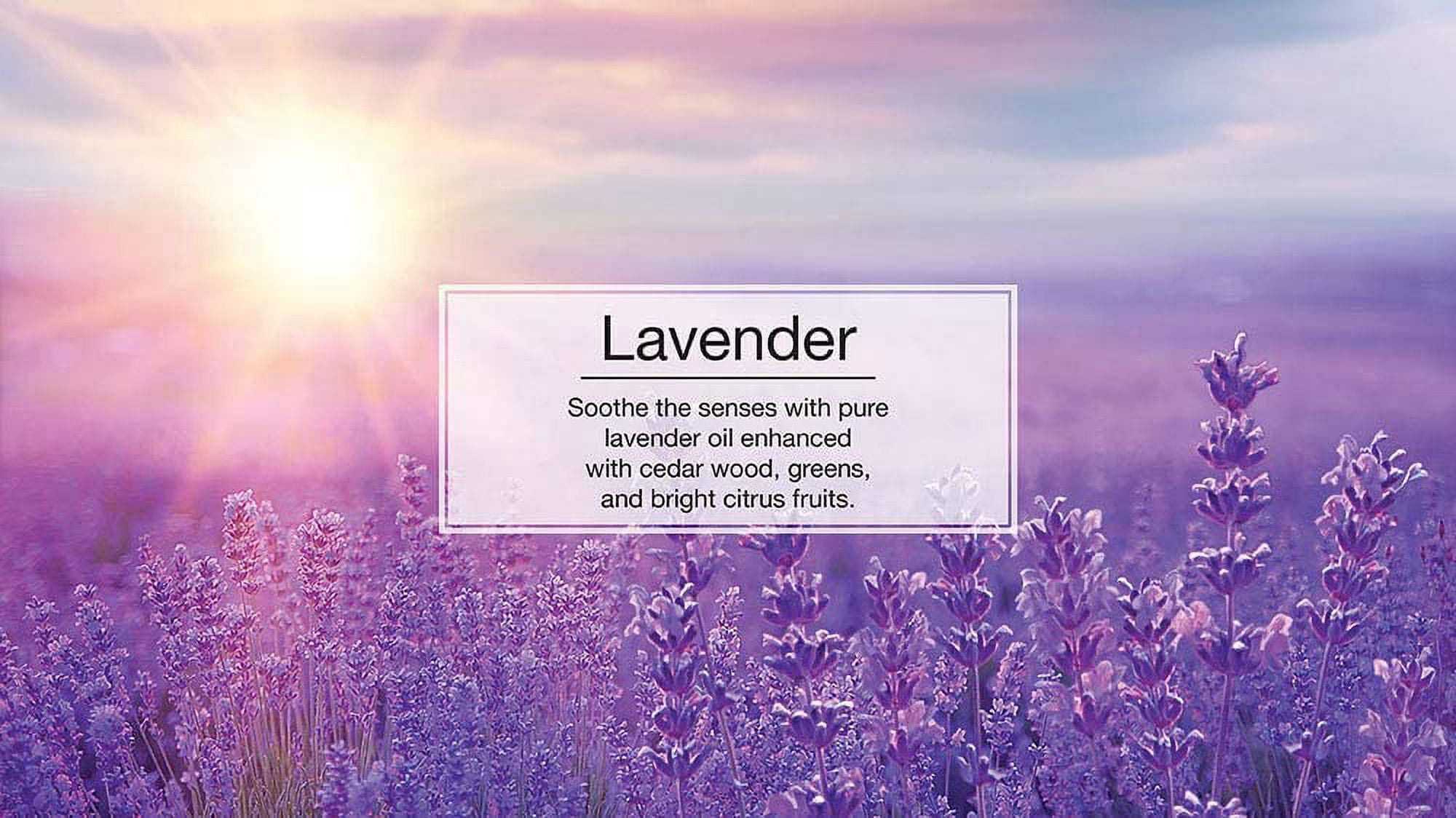 LITTLE TREES Car Air Freshener Hanging Tree Provides Long Lasting Scent for Auto or Home  LAVENDER Scent, 24 count
