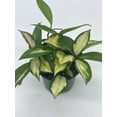 thumbnail image 3 of Variegated Hoya Exotica, Krimson Princess, Tricolor Crimson, Very Rare Limited Live Plant, in 4 inch Pot, 3 of 8