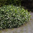 thumbnail image 7 of Brighter Blooms - Star Jasmine, 3 gal - No Shipping to AK, AZ, HI, OR, 7 of 7