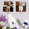 thumbnail image 4 of Champú Lillian Ruff, ultrabrillantador y blanqueador, 473 ml, para perros, 4 of 7