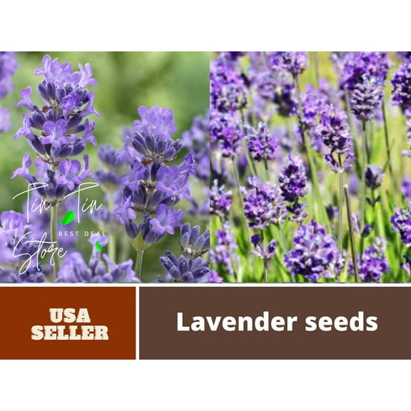 100  Rare Seeds-Dwarf Lavender-Little Lady Seeds #C002-Authentic Seeds-Flowers-Rose seeds-Herb seeds-Vegetable Seeds-Mix Seeds Plant-B3G1