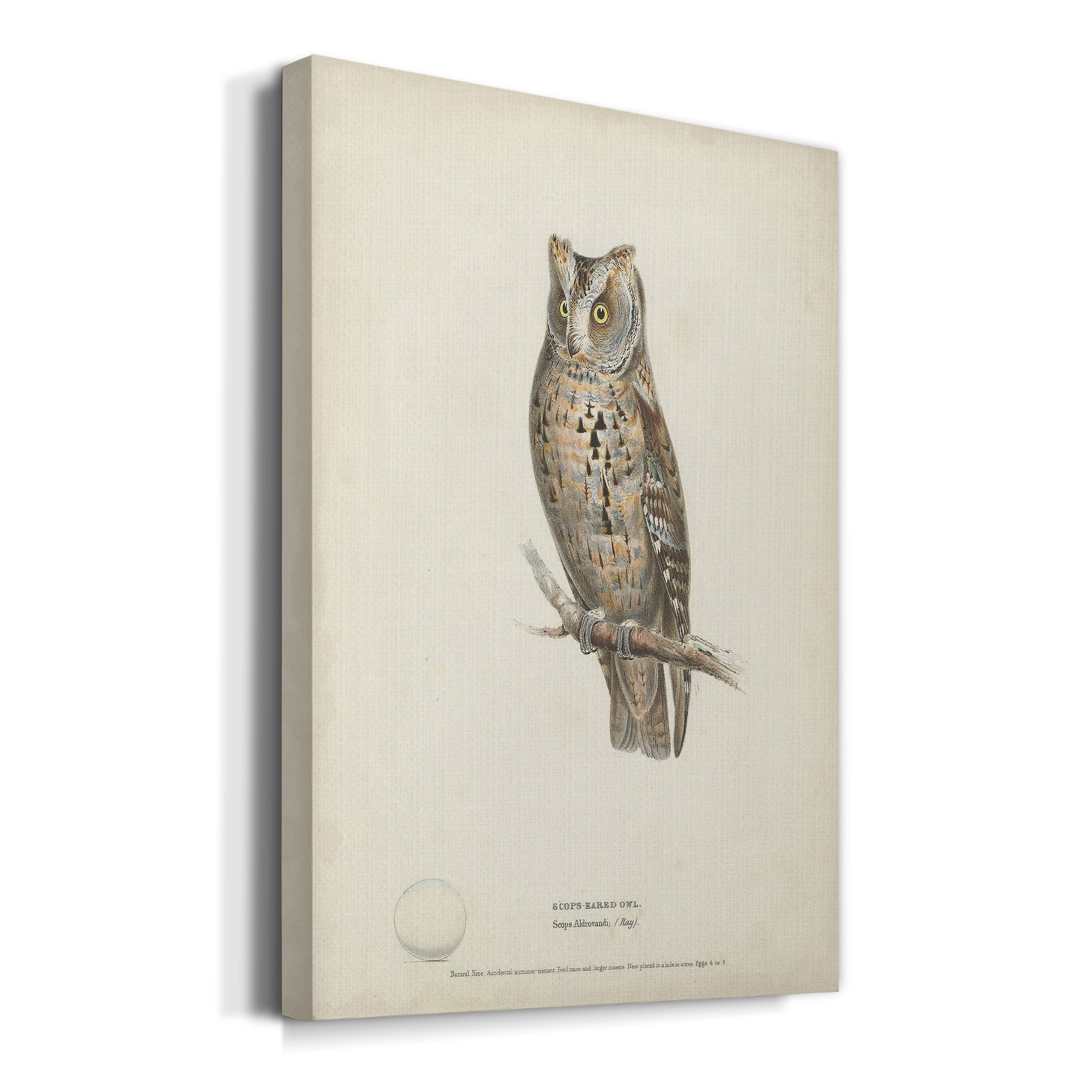 Scops- Eared Owl Premium Gallery Wrapped Canvas - Ready to Hang